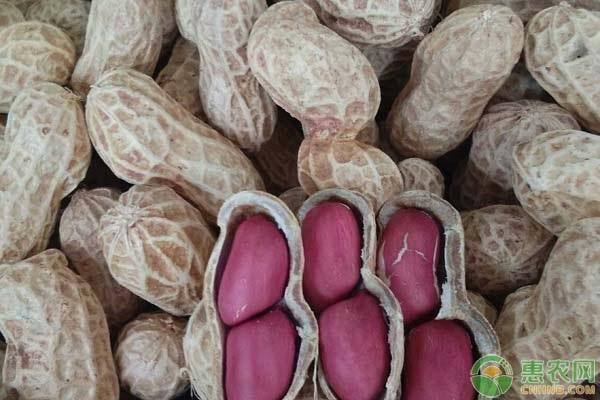 花生米今日价格走势 8a9162d0146647f18d7526ae60f92090.jpeg