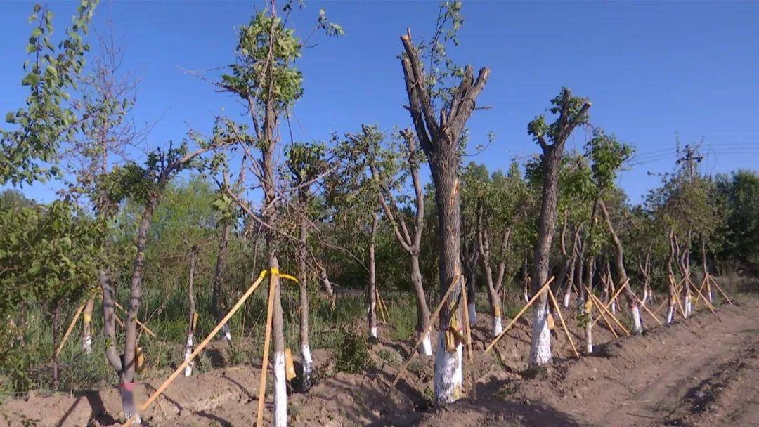 师市对树木移栽全程监管 科学移栽确保树木"不受伤"