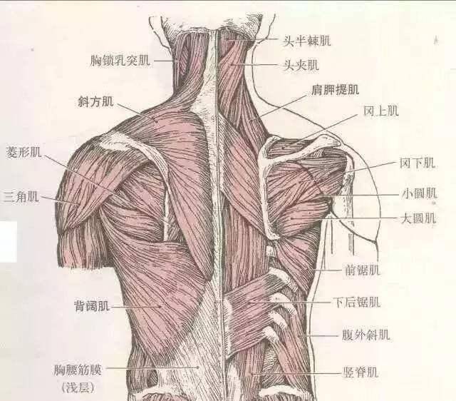 上背部不仅能够让背部更加饱满还有3种更重要的功能