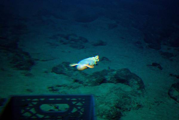 (alan jamieson)日前在印度洋爪哇海沟7000公尺深的地方发现两只章鱼