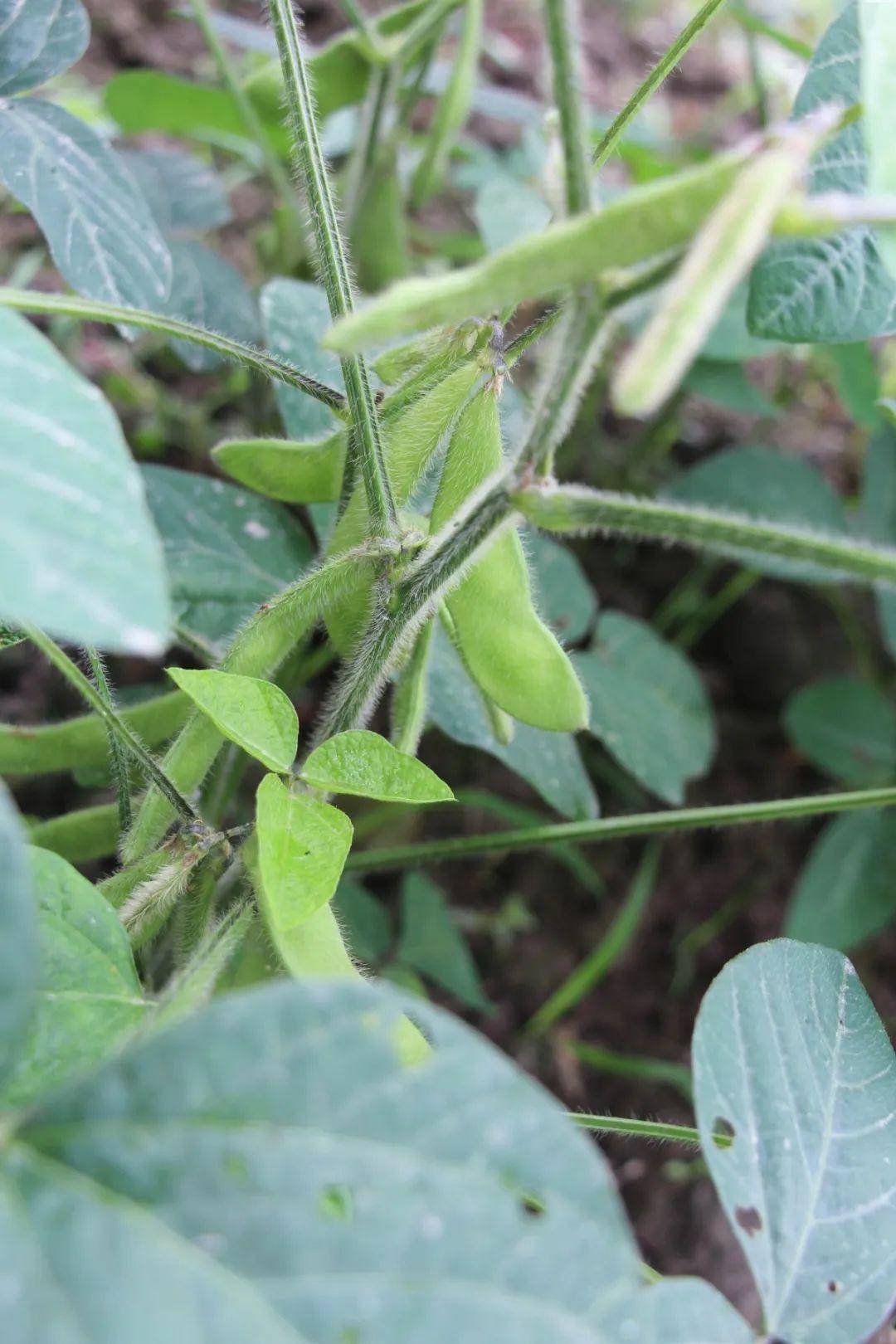 小伙伴们的田里,长势喜人,毛豆,茄子都已结果,绿油油的生菜,一看就让