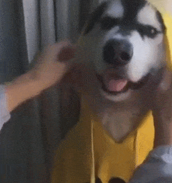 主人给狗狗穿衣服,套上衣服的帽子,最后竟拉绳狂甩!