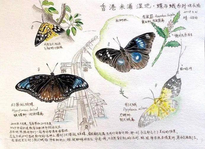 科学画沙龙招募!和大触老师们学习制作自然笔记!