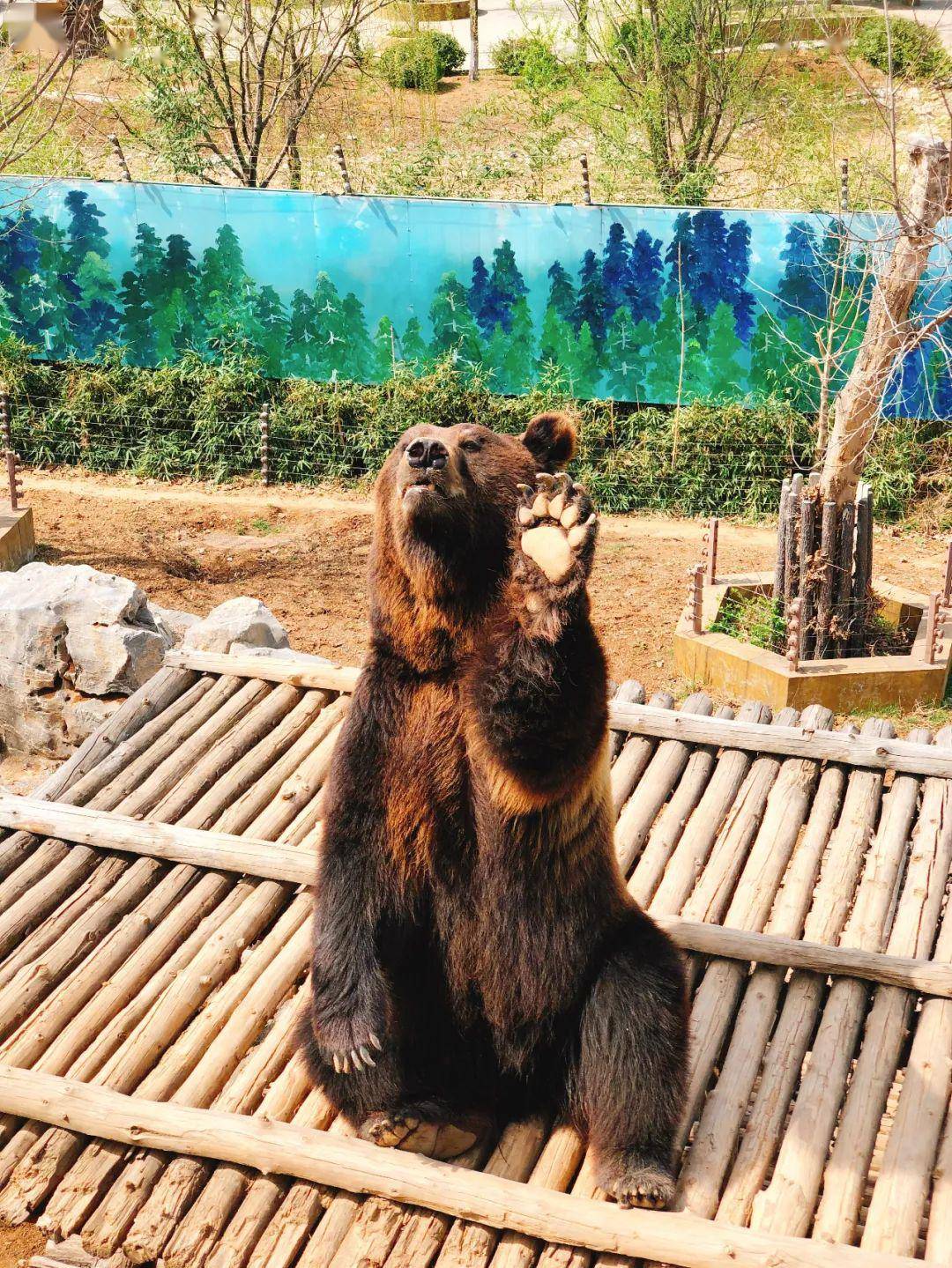 (图:济南野生动物园)