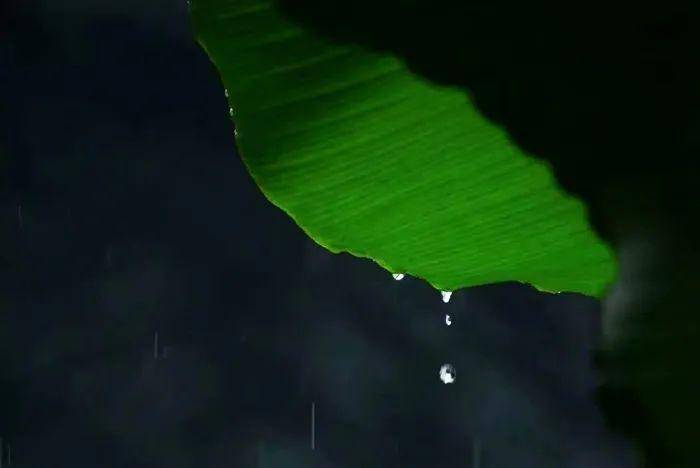 隔窗知夜雨,芭蕉先有声