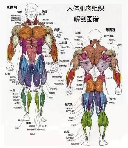 11,人体主要骨骼肌肉组织分布