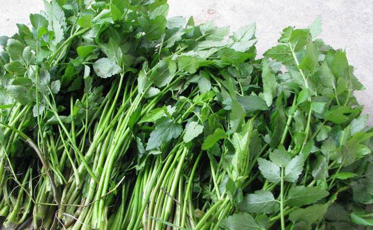 路边"野菜"不能随便吃,小心变成"毒菜"!要好好看清楚