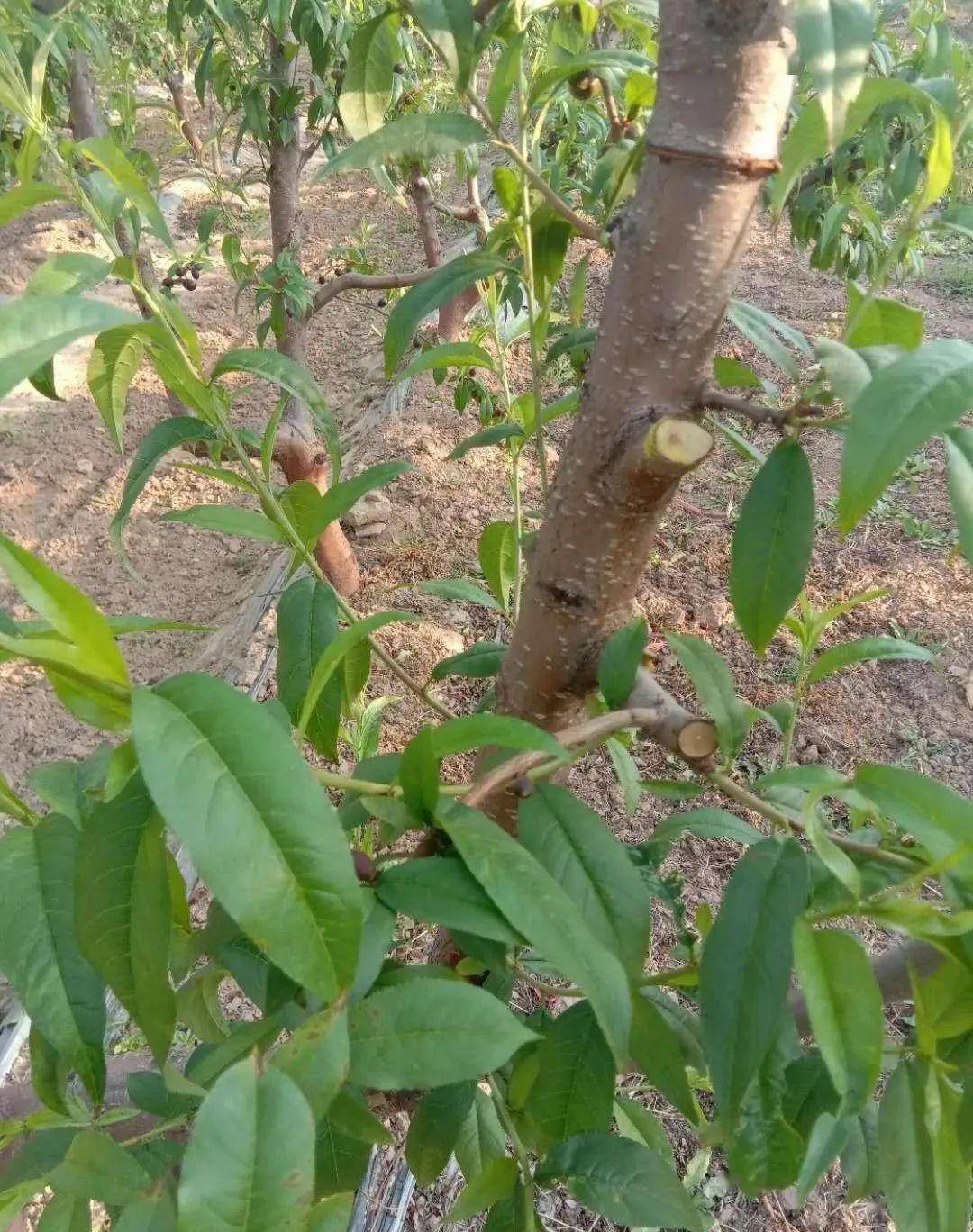 栽培桃树主干枝下部势弱芽不出环割控上促下长好条
