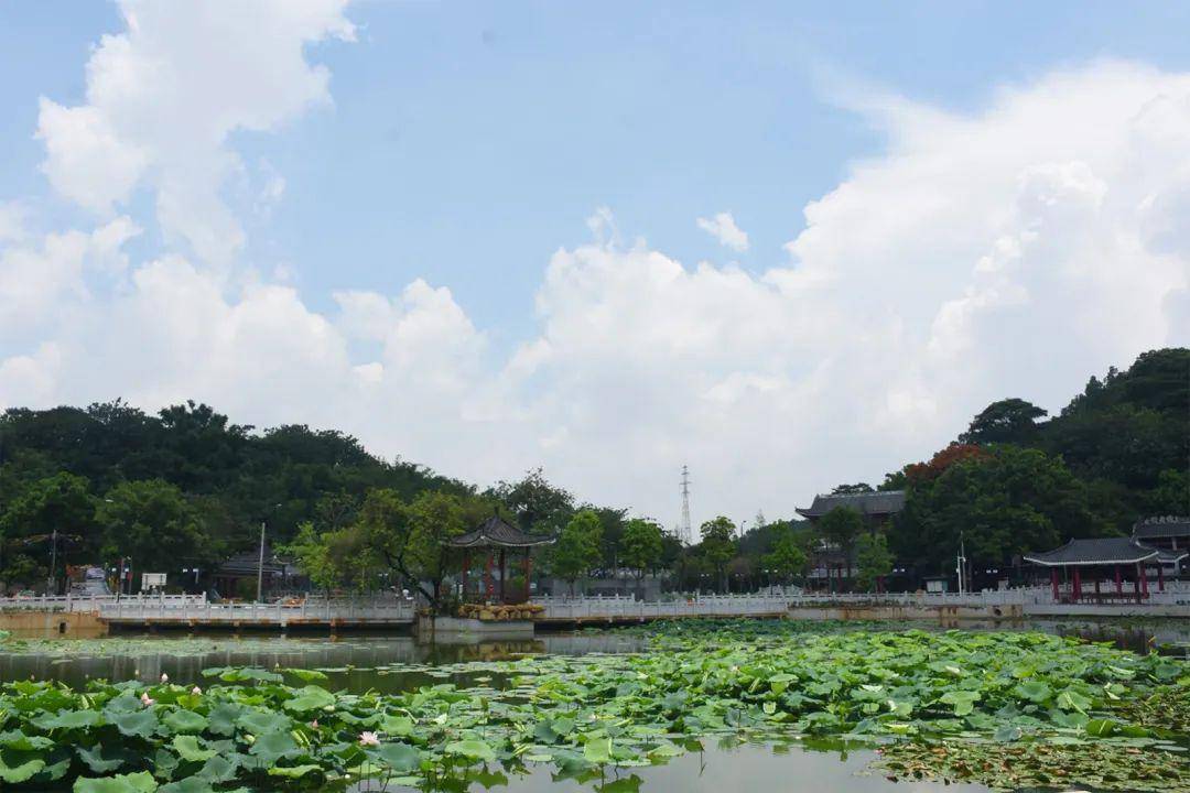 岛民纷纷来中山公园打卡!进入六月,在长洲岛还能看到这些美景