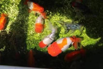 怎么养鱼才不怕人 701b1f6e0be74bdab9c3dfc0ee497b0e.jpeg