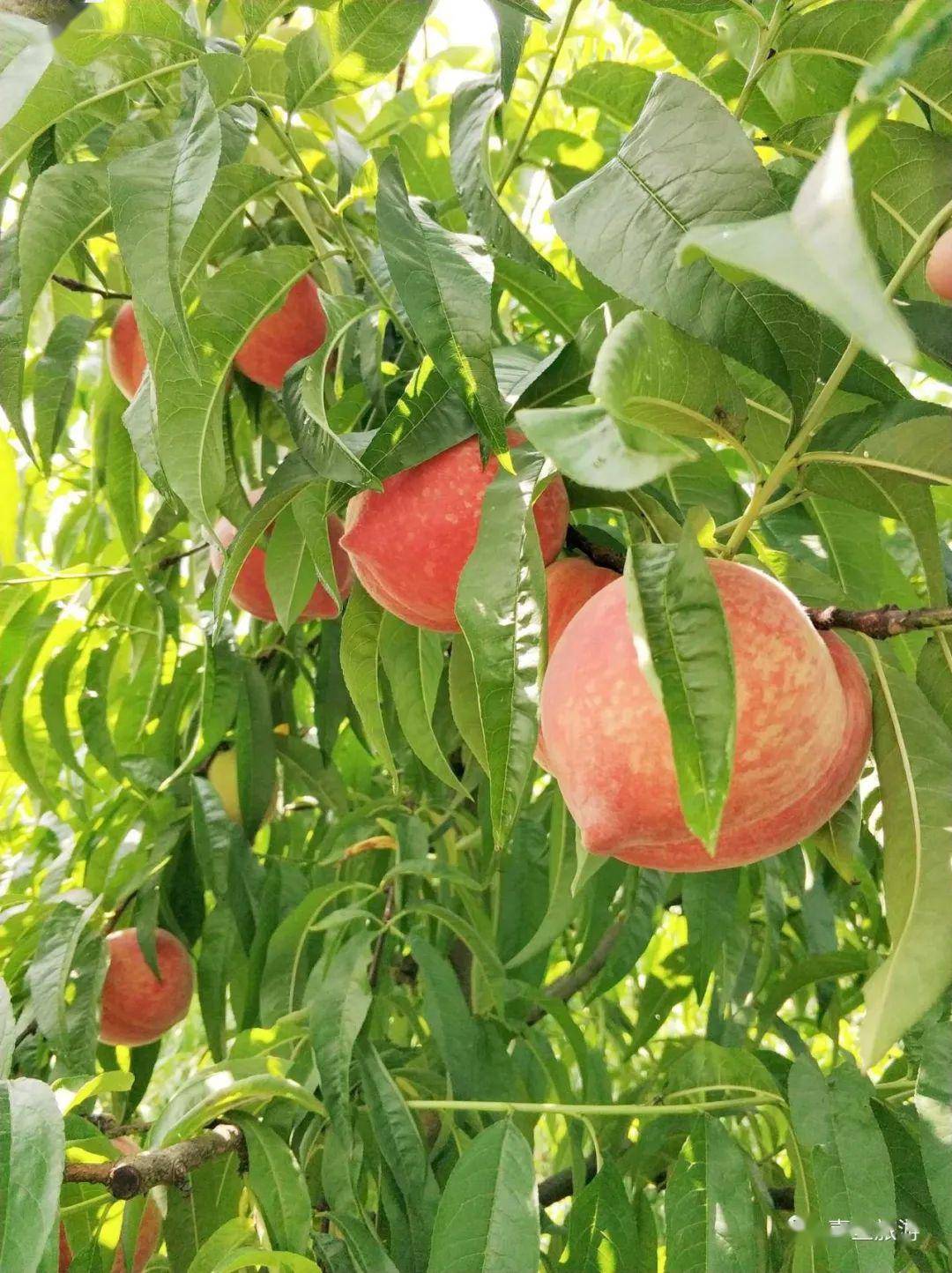 蜜泉果庄的桃子熟了,水果乐园好吃好玩又美颜!