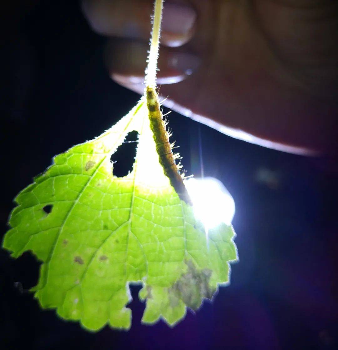 (蛾子幼虫,潜力股毛毛虫(草蛉的卵,有一根细线挂在叶子上,天敌够不着