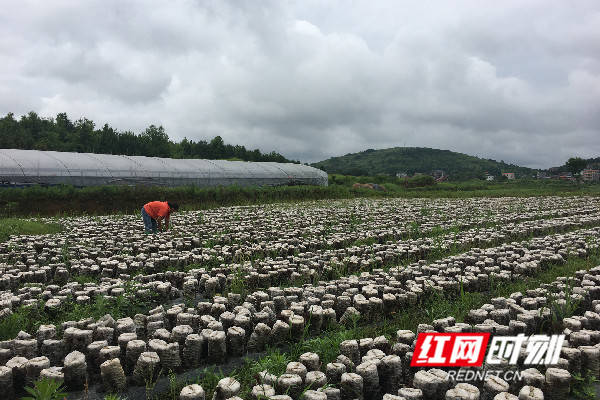 天塘镇村人口排名(3)