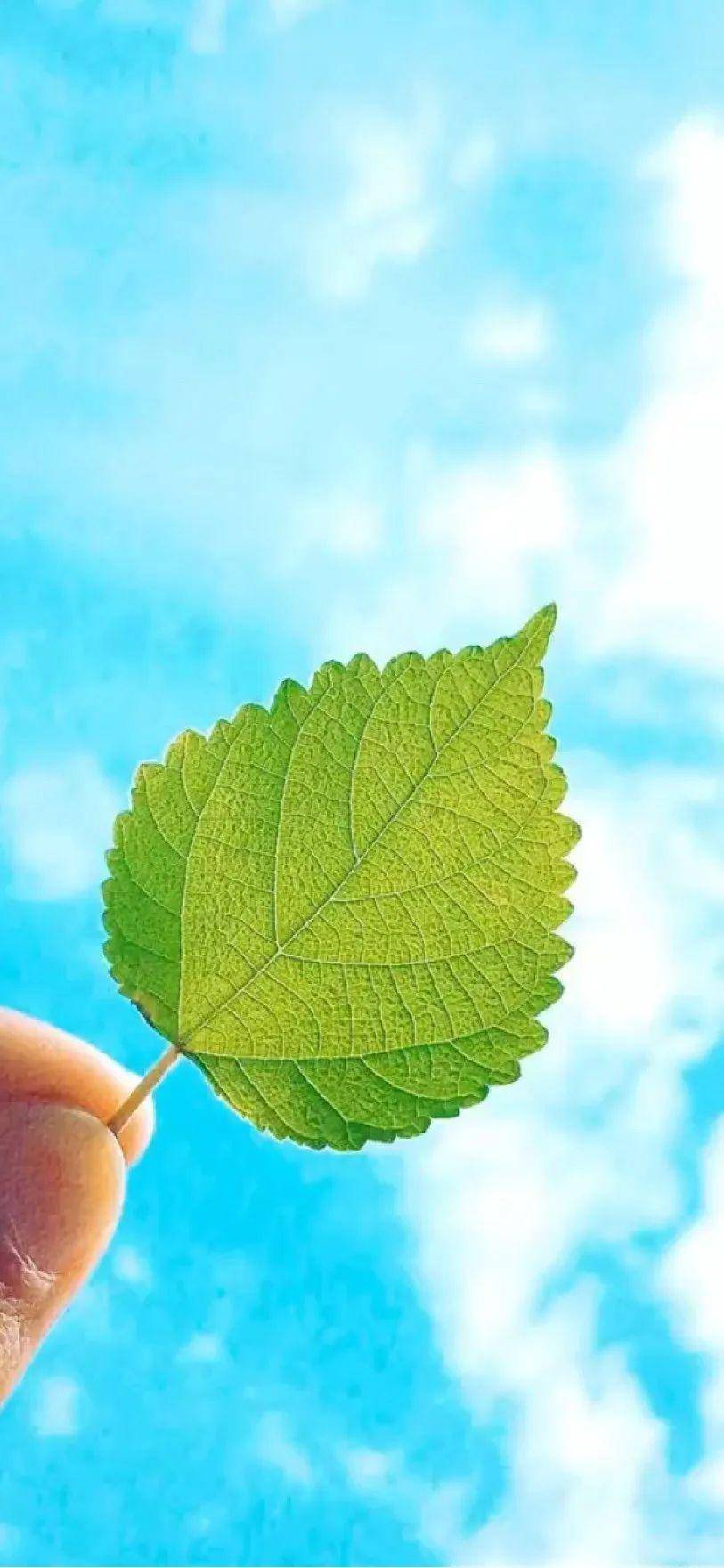 每日壁纸|一批小清新的手机壁纸