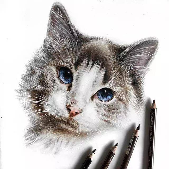 教程| 彩铅画一只漂亮的猫咪