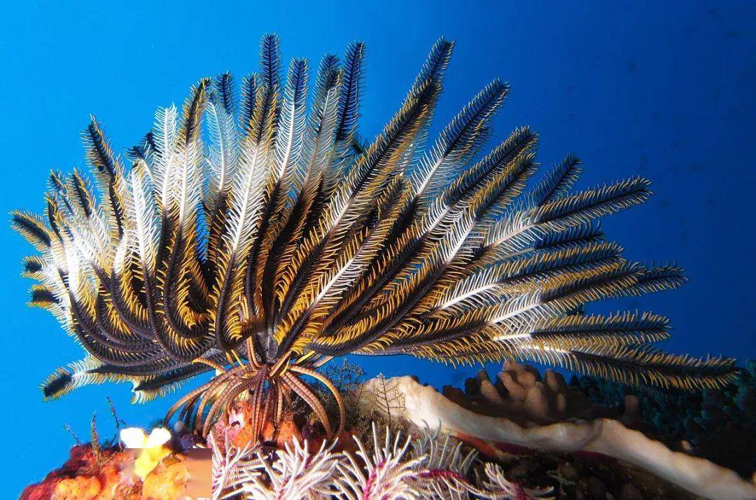 潜水中一定要注意避开的十种海洋生物_海葵