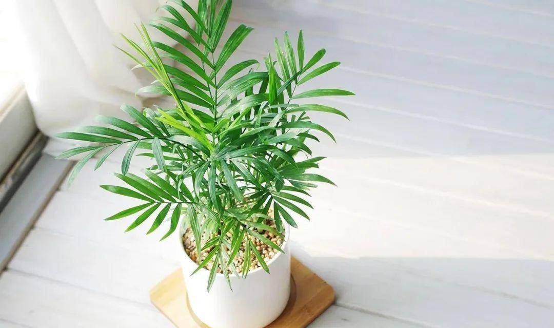 室内绿植推荐半阴 d461603453984a6b9dd93e4144f2cc8e.jpeg