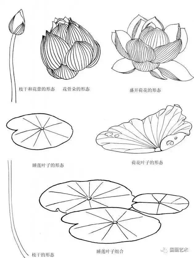 荷花花瓣纹理的描绘,使荷花有了分量.↓↓↓