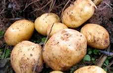 才知道，“黄皮土豆”和“白皮土豆”区别这么大，可别再买错了