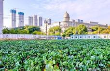 昔日金殿御菜 今朝湖北名品 正宗的洪山菜薹原产地在寸土寸金的闹市中