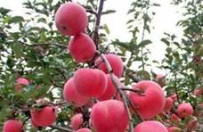 古代的苹果不叫苹果，是个很诗意的名字，这个名字外语至今仍保留