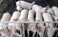 猪身上有个好东西,多吃有助于降血压、降血糖、降血脂,可别错过