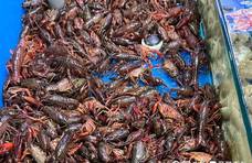 枣庄夏季美食界的“顶流”小龙虾上市了，最低13元/斤！