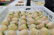 丁真家乡的“错季”草莓上架成都生鲜超市 还将走出四川登陆全国市场