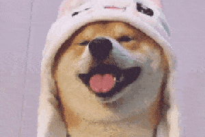 世界上最胆小的动物之中小熊猫应有一席之地