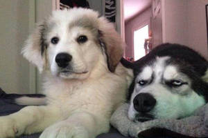 原创主人想知道肉包子打狗是不是有去无回,哈士奇的反应把他弄懵了!