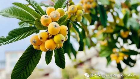 榉柳枝枝弱，枇杷树树香——丽江伟才幼儿园生态教育