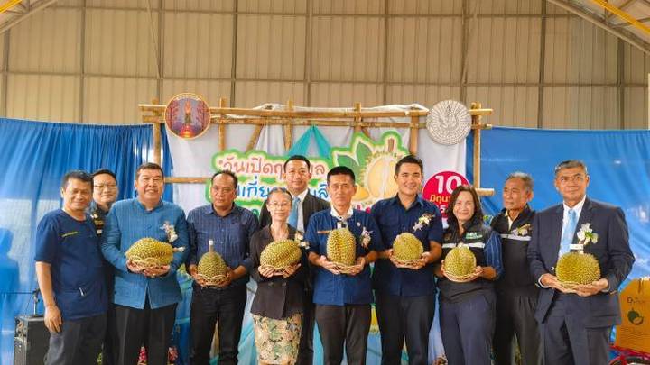 泰国南部开摘榴莲,今年产量约67万吨,你喜欢吃榴莲吗?