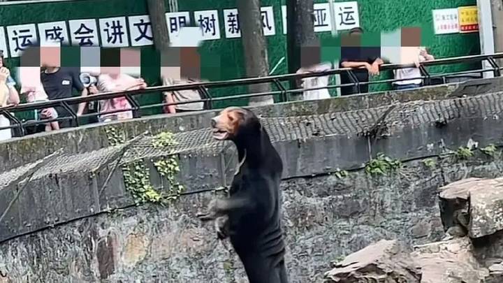 杭州动物园最新回应称,熊模人样不是人扮的,你相信吗?