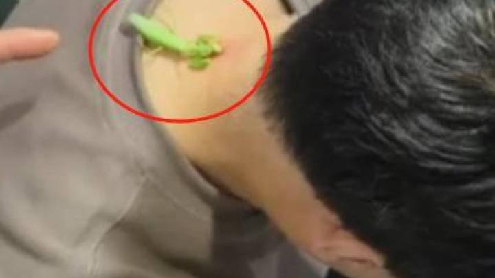 男子信偏方找螳螂大夫治子,中医从业人员称不建议用,你相信吗?