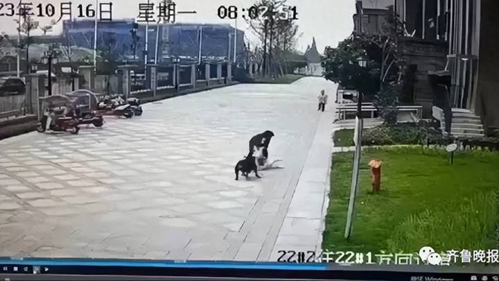 2岁女童被两只狗撕咬,应该追究小区物业和犬主责任吗?