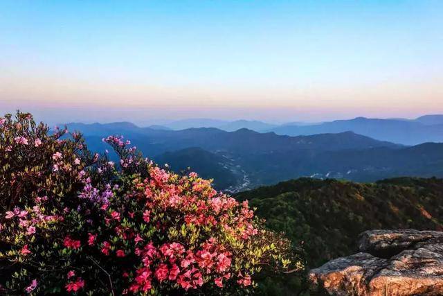大别山啊映山红