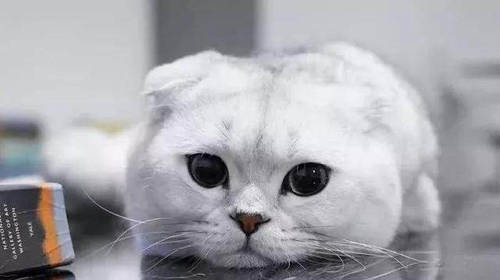 猫咪呕吐之后应该喂点什么