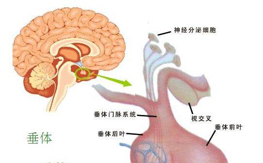 唐都医院颅脑肿瘤中心赵天智垂体瘤治疗选择经鼻蝶手术的优势