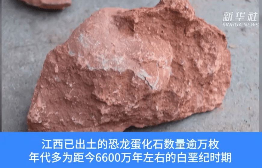 江西工地挖出6600万年前恐龙蛋化石