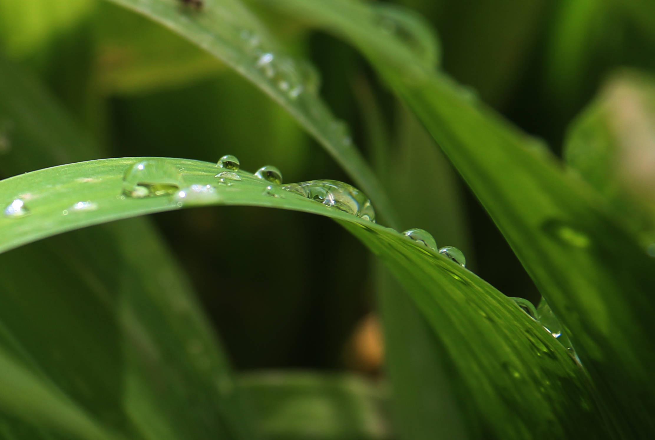 细雨初晴,那些美丽的露珠(大图)-五一创业