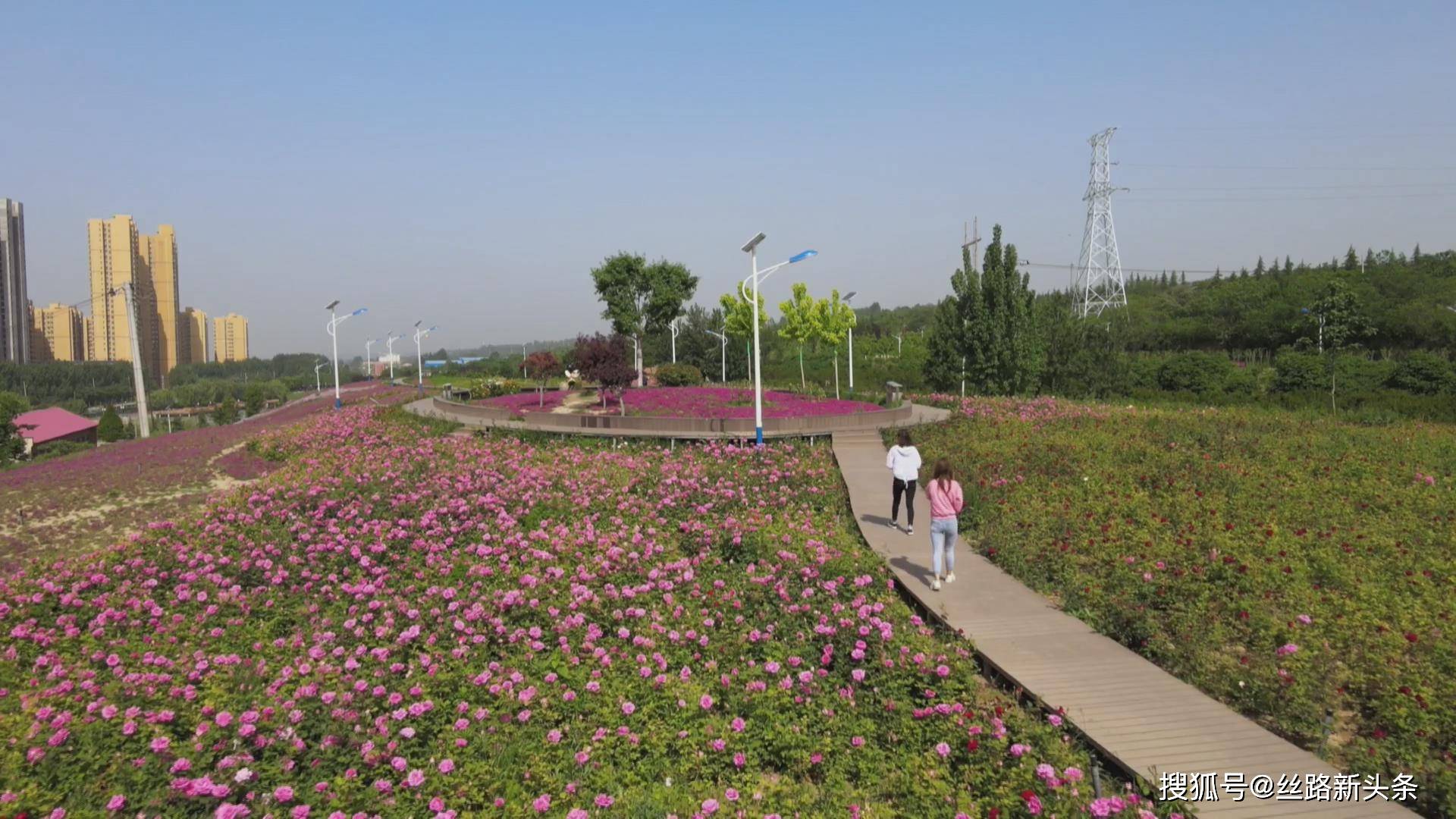 咸阳兴平莽山公园花海繁花娇艳开待你来打卡
