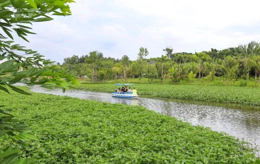 琼海又添新风景!一起感受九曲江畔的田园好风光_沙美村