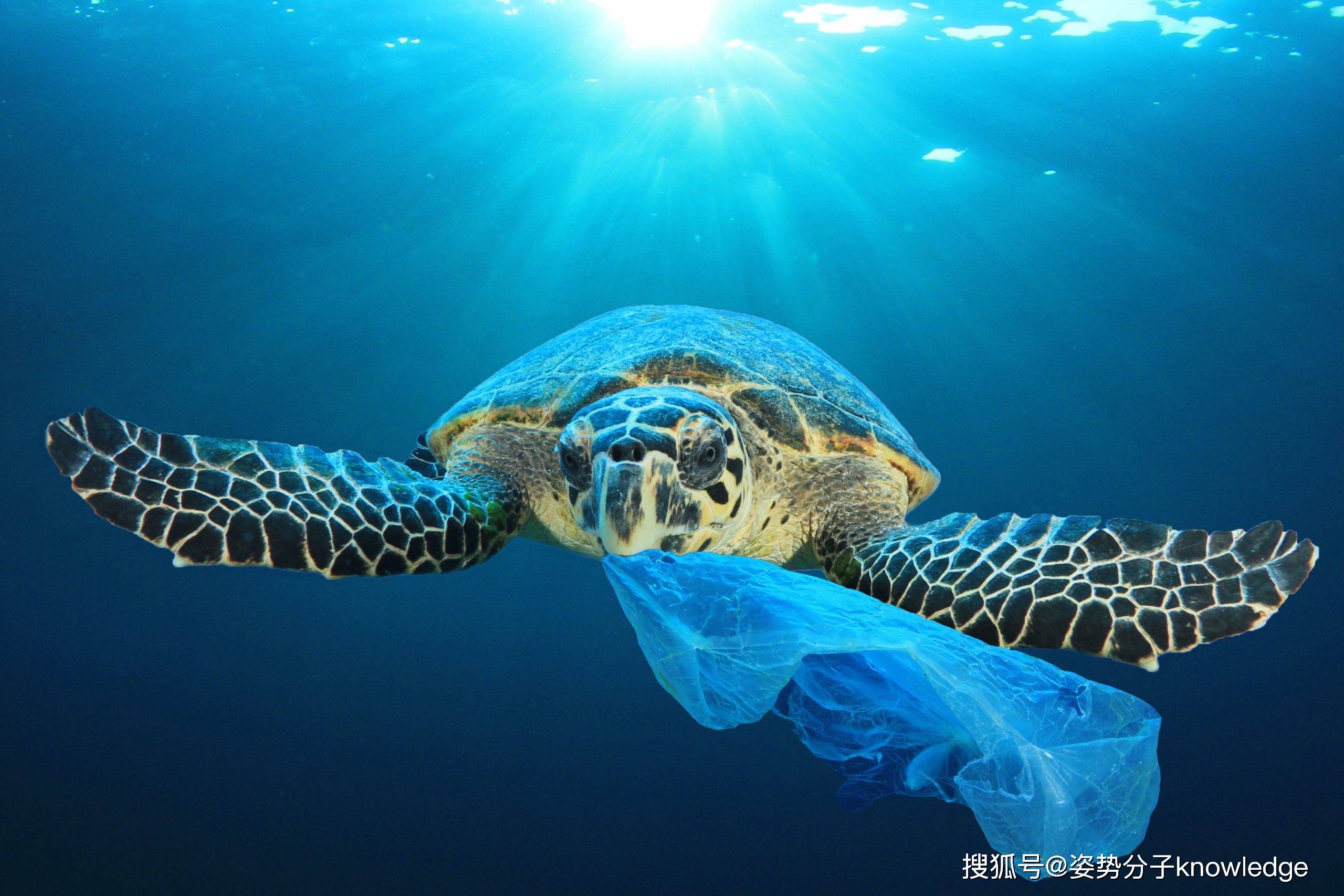 塑料,海龟的噩梦,无数生物的噩梦!