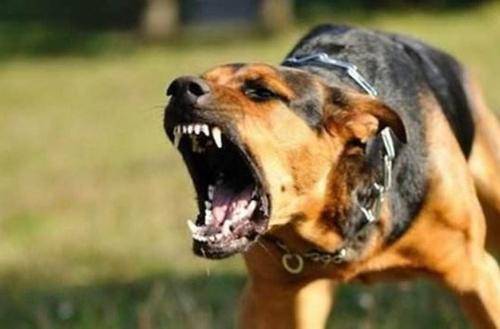 狗狗患上狂犬病是什么样?狂犬疫苗千万不能少!