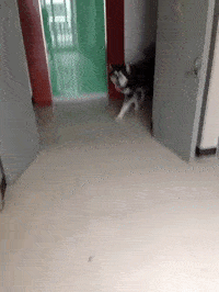 原创搞笑gif图哈士奇一只不小心生多的狗狗真是心累了