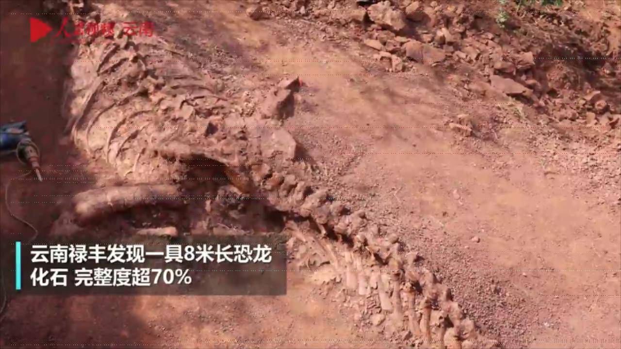 云南禄丰发现一具8米长恐龙化石 完整度超70%