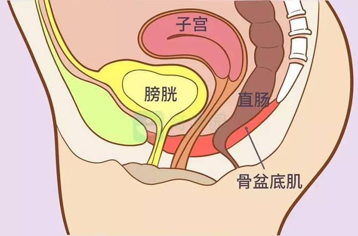 认识盆底肌并找到盆底肌,教你如何感受你的盆底肌