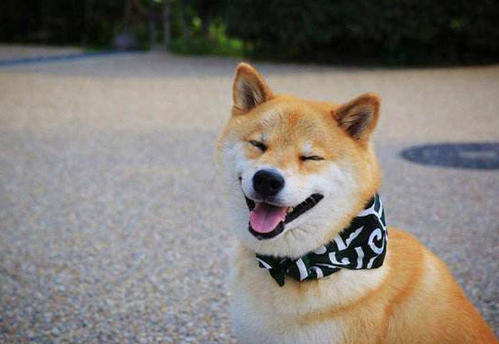 十几天的柴犬为什么会有泪痕