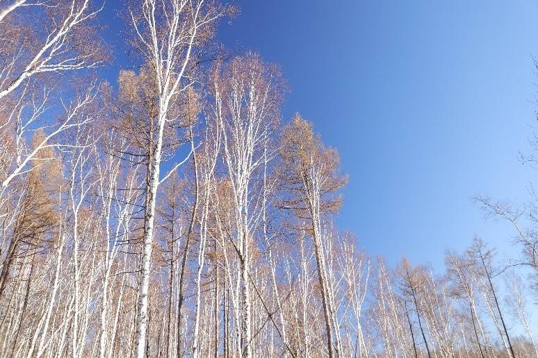 伊春白桦树林 返回搜   