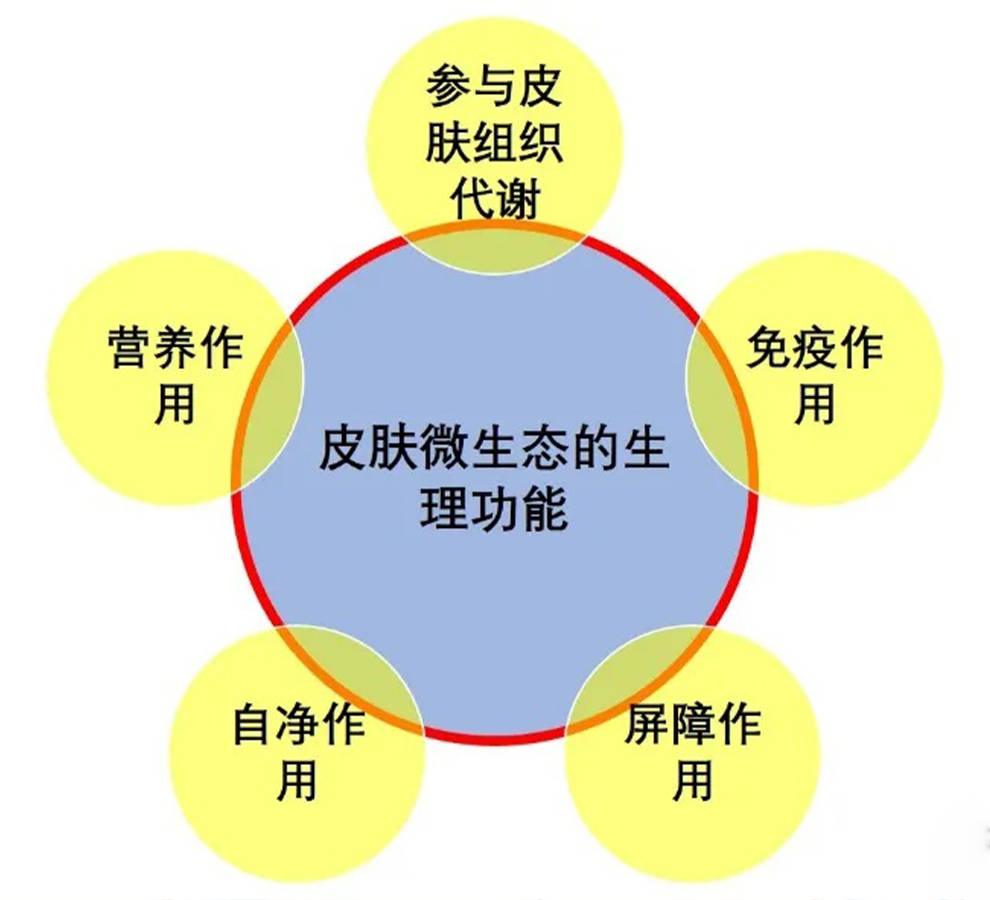 人体皮肤菌群重建技术迎来全新突破